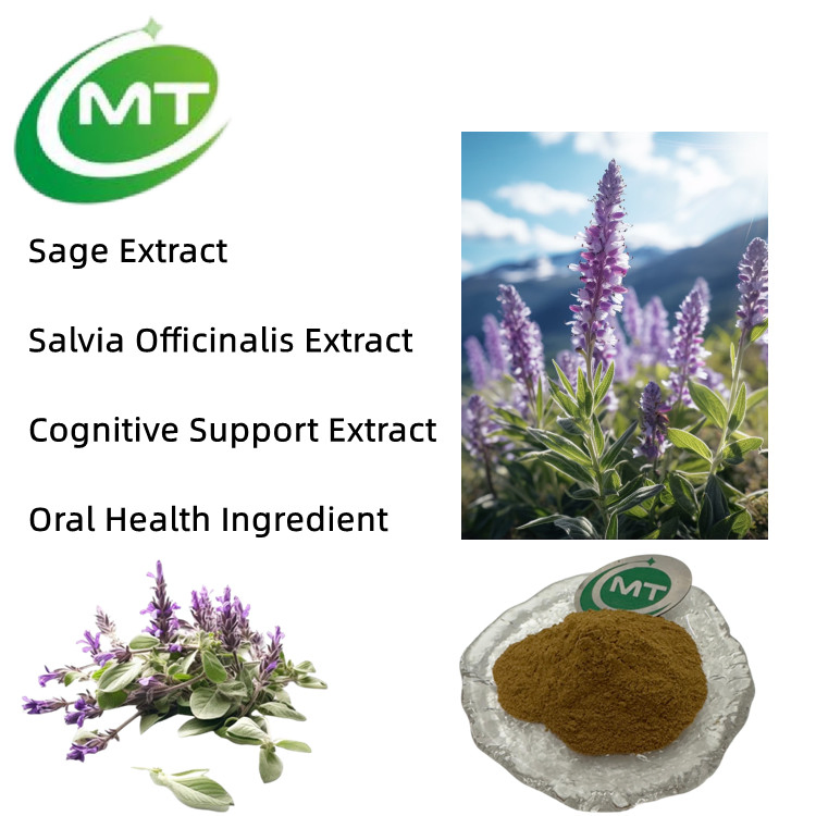 Free Sample Natural Antioxidant Herbal Extract Salvia Officinalis Cognitive Support Sage Extract