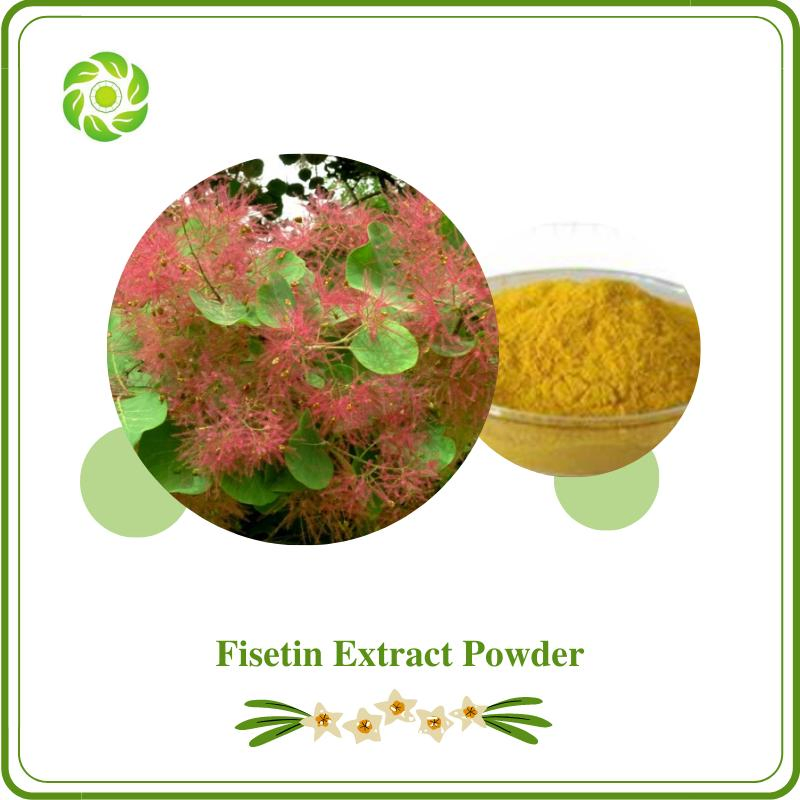 World Well-Being/Bulk Supply/528-48-3/Fisetin 98%/Cotinus Coggygria Extract