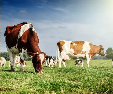 Copper Sulphate Application