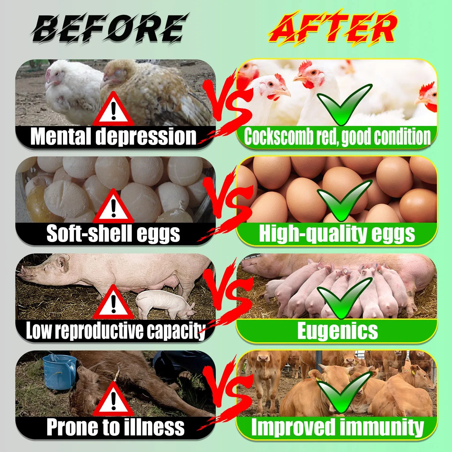 Chicken Weight Gain Poultry Feed Enzymes Chicken Feed Vitamin