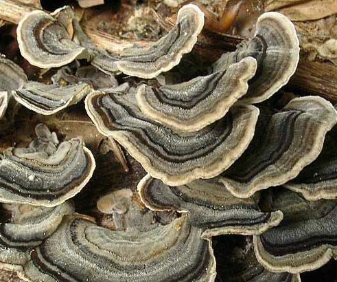 Coriolus Versicolor Extract Powder 30% Polysaccharides