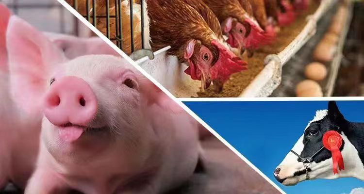 Food Grade Thermostable Phytase Enzyme Liquid for Food Feed Industry