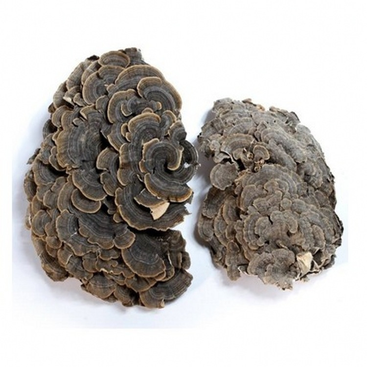 Coriolus Versicolor Extract Powder 30% Polysaccharides