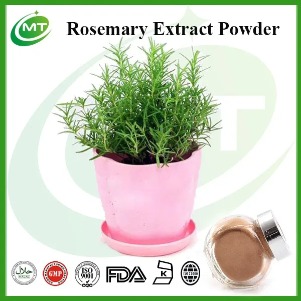 Rosemary Extract Detail 1