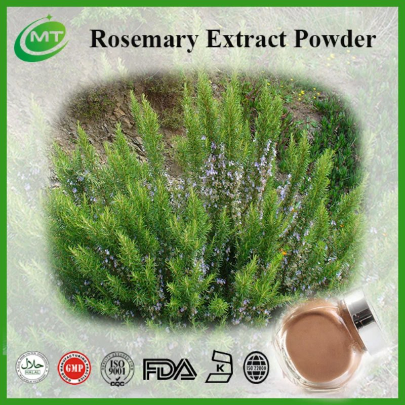 Health Supplements Rosemary Rosmarinic Acid Cosmetics Grade Rosemary Extract Powder