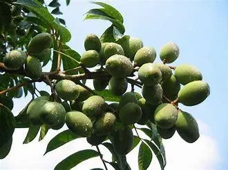 Oleanolic Acid Ligustrum Extract