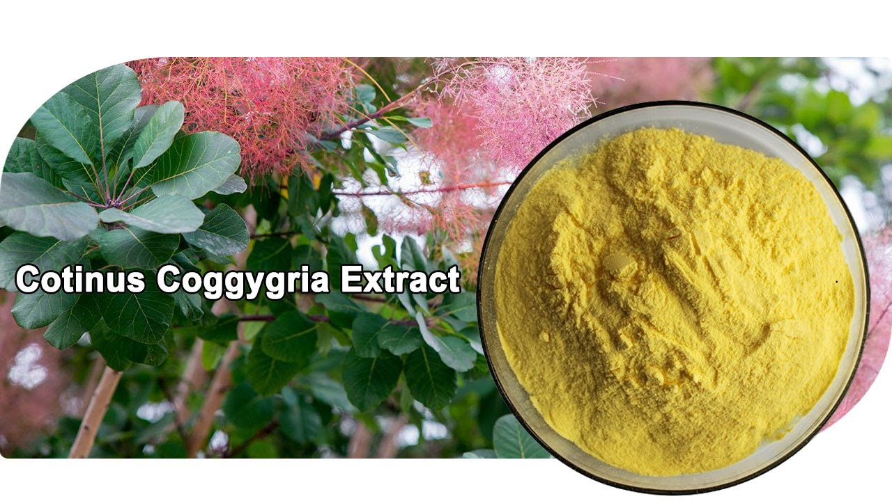 World Well-Being/Bulk Supply/528-48-3/Fisetin 98%/Cotinus Coggygria Extract