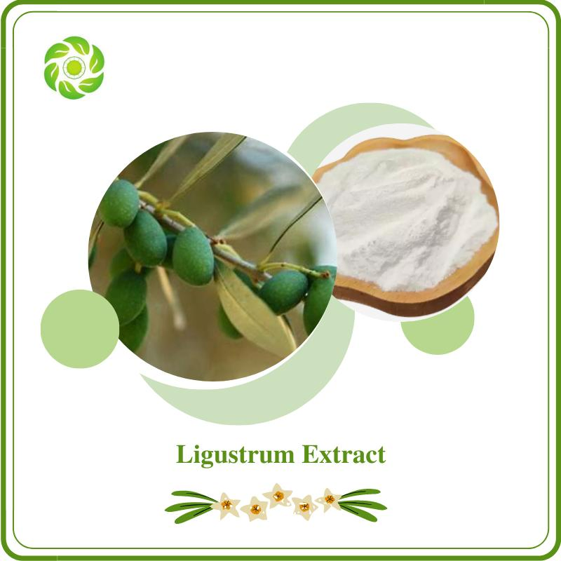 World Well-Being Wholesale Bulk 98% Oleanolic Acid Ligustrum Extract