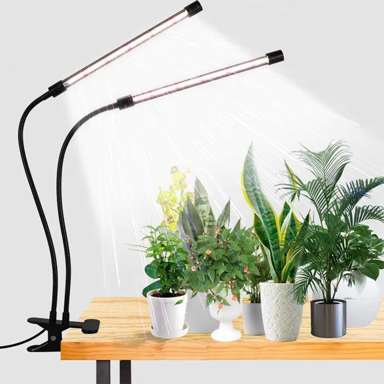 Plant Grow Light Scene 1