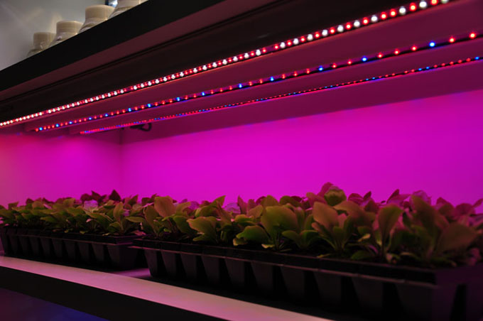 Commercial Hydroponics Farm