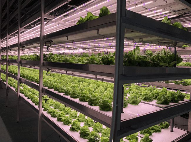 Grow Light Application Setup
