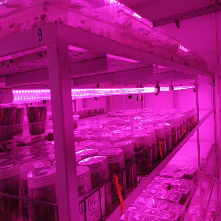 Growing Microgreens with Grow Lights