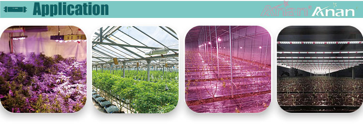 Plant Grow Light Application
