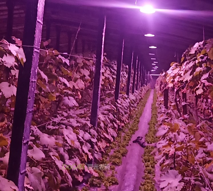 For grapes