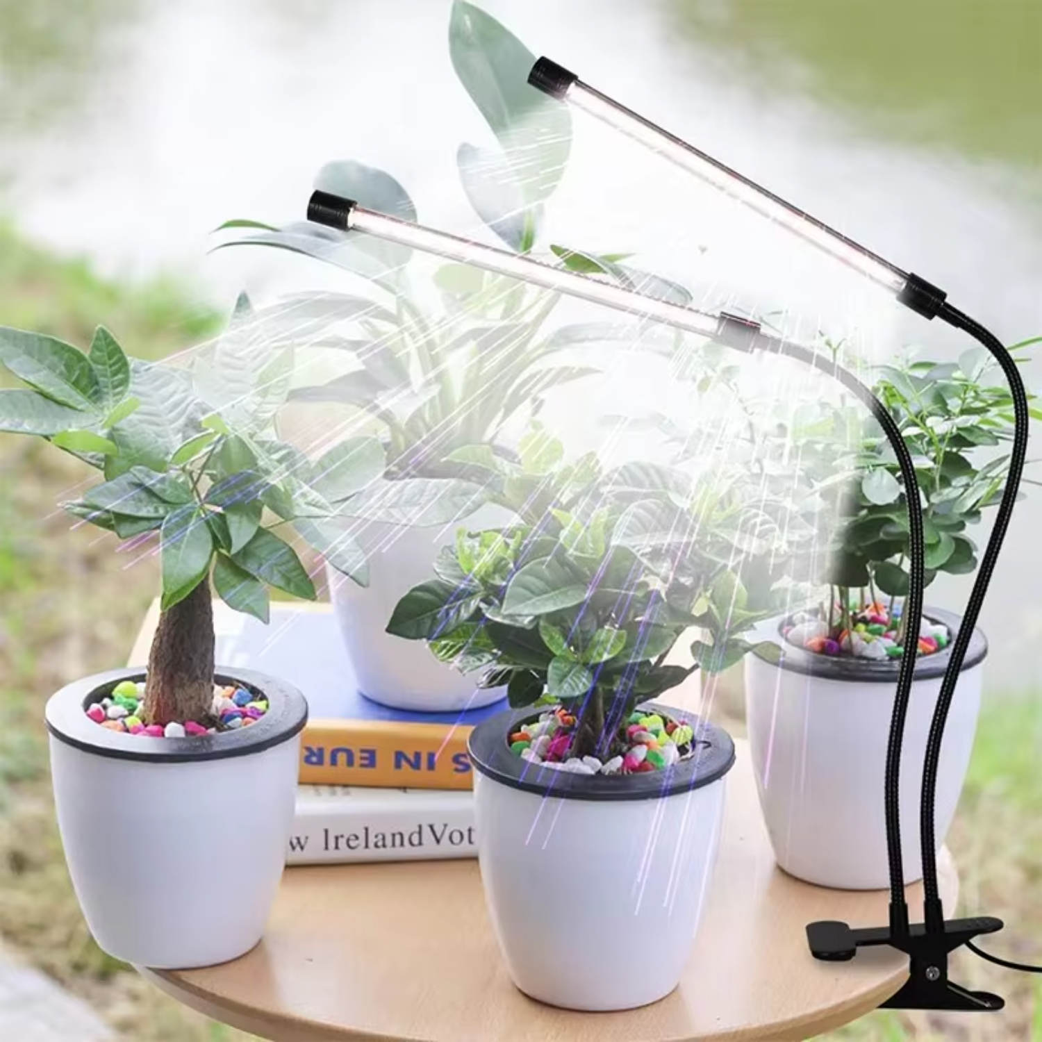 Plant Grow Light Scene 2