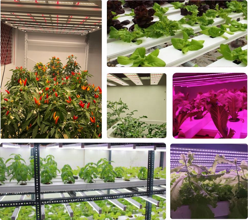 Industrial Commercial Grow Lights Application