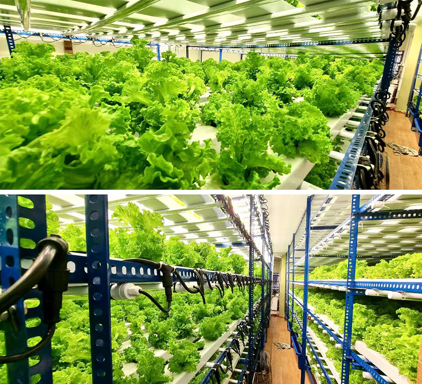 Hydroponics System Under Grow Lights