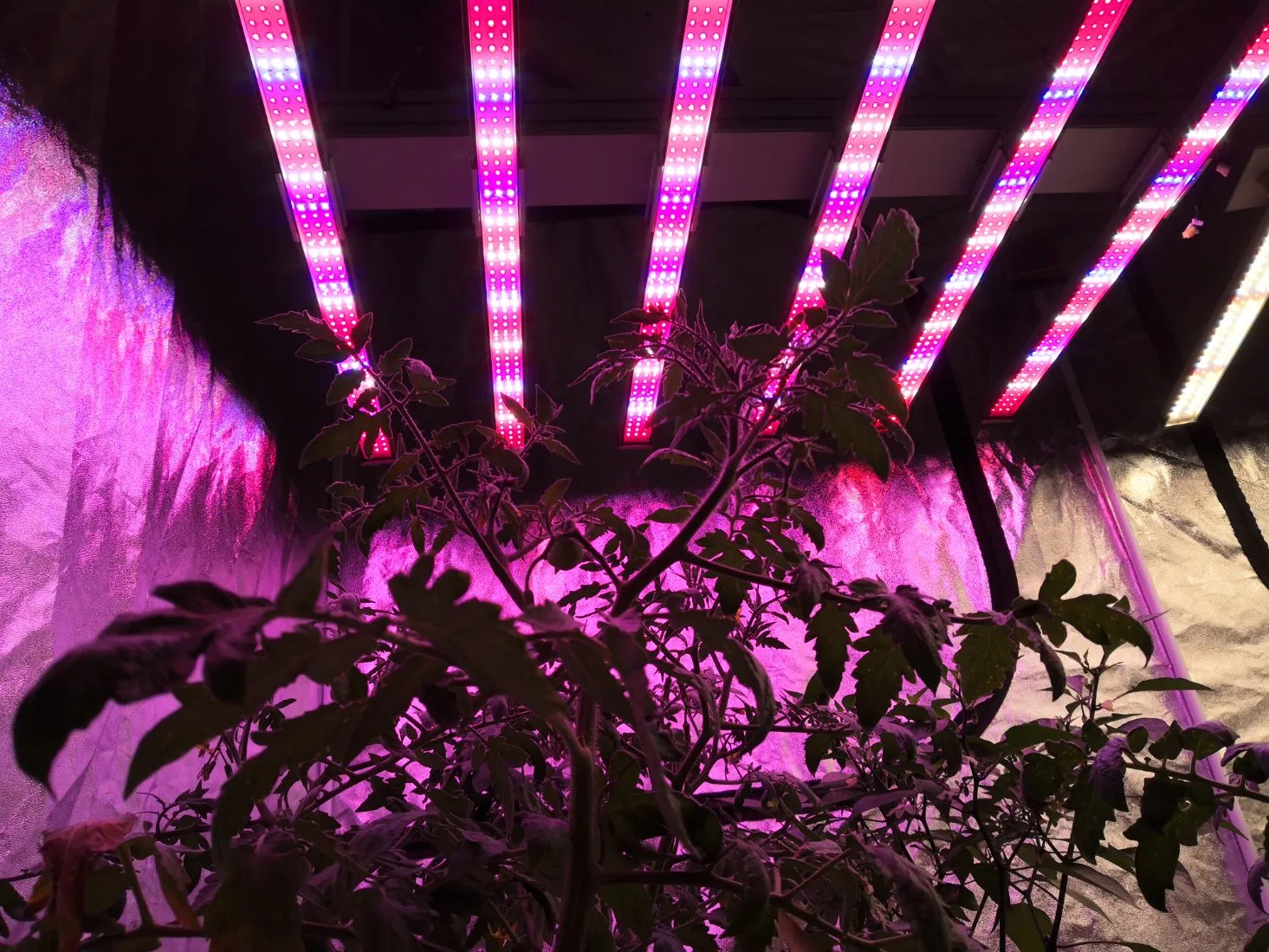 ATA Indoor Greenhouse LED Grow Light UV IR Full Spectrum Spider 800W 1000W LED Grow Light Bar