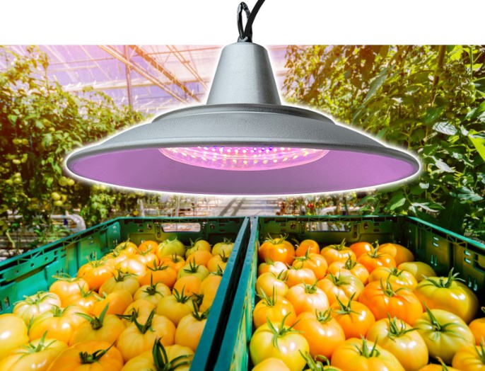 Orchid Grow Light