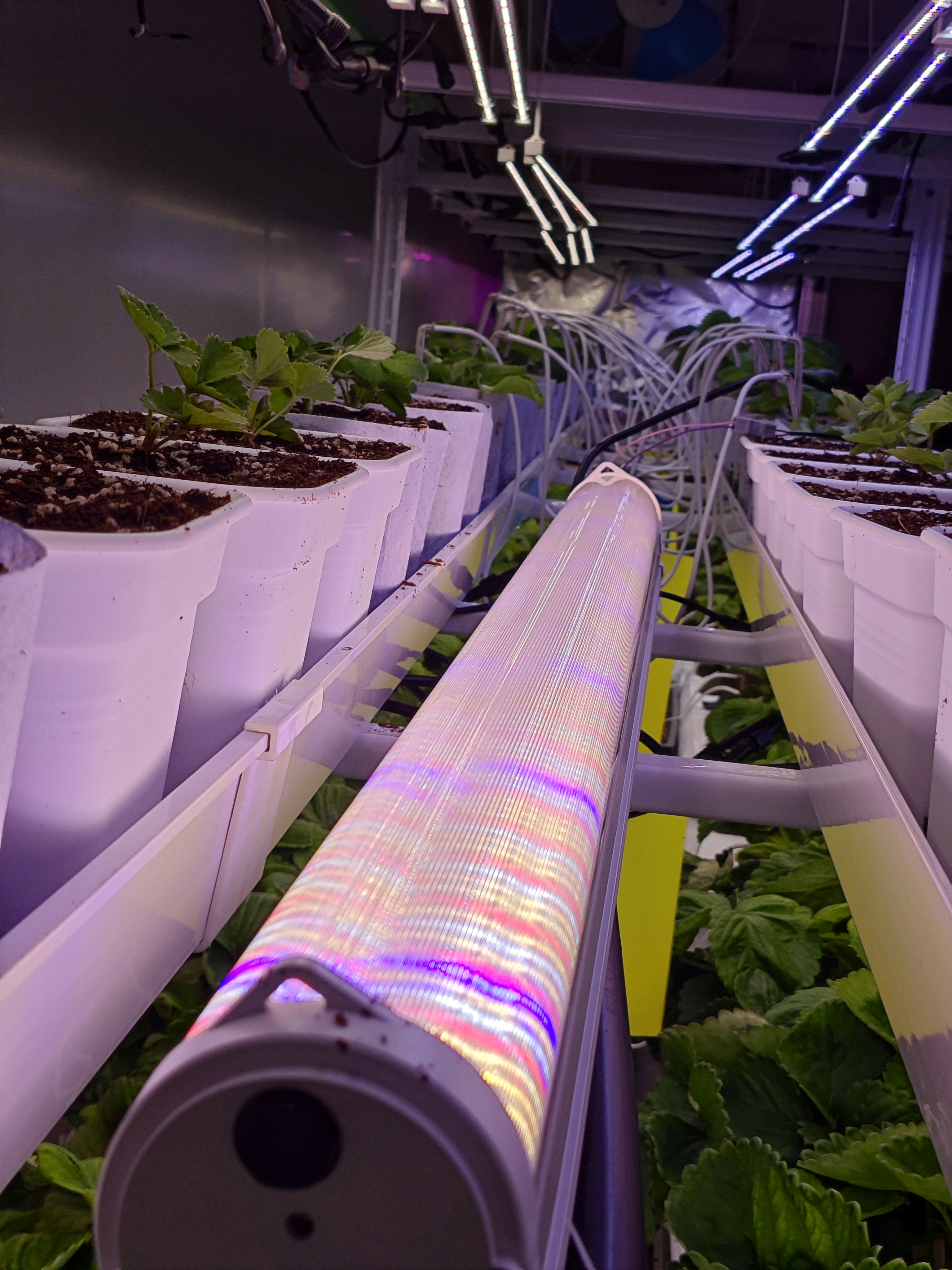 Reinfa 150W Intercanopy LED Grow Light | Supplemental Lighting for Vertical Farm &amp; Saffron Cultivation