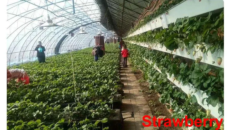 Greenhouse Application 2
