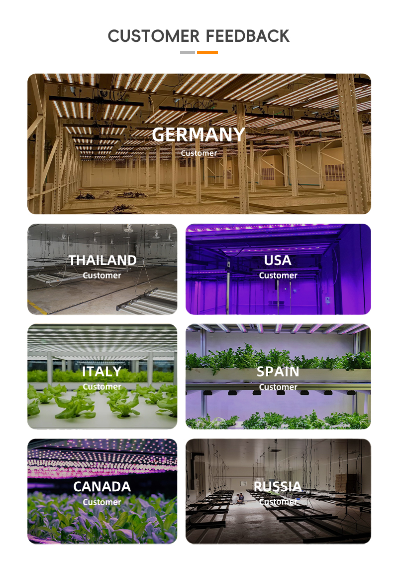 Greenhouse Vegetable Fruit Growing Supplemental Lighting Dedicated Light IP65 Waterproof 720W Full-Spectrum Plant Light