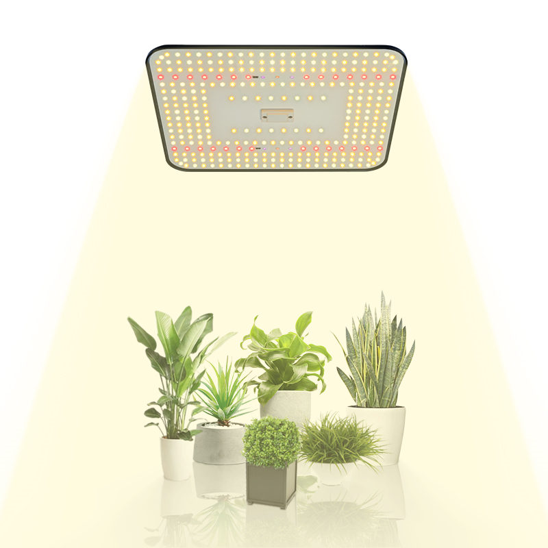 100W Dimmable Full Spectrum Quantum Panel LED Grow Light Board Cob Chip IP65 Rating Aluminum Body for Greenhouse Indoor Plants
