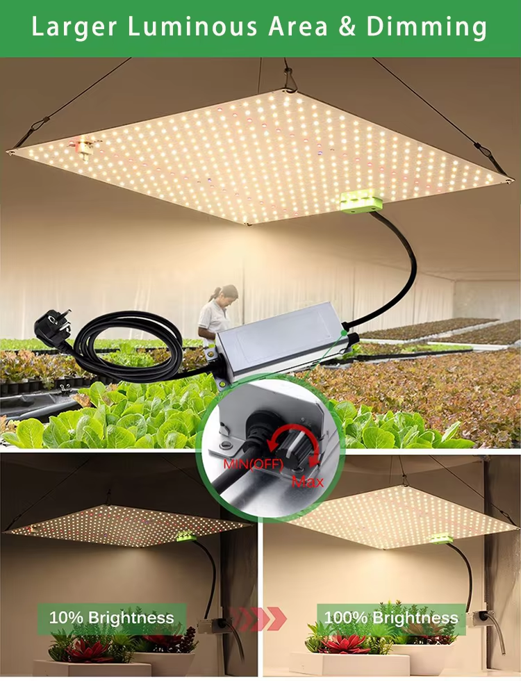 120W Full Spectrum Custom High PPFD Indoor Phyto Lamp LED Grow Light for Uv Ir Veg Bloom Plant Tent Growth