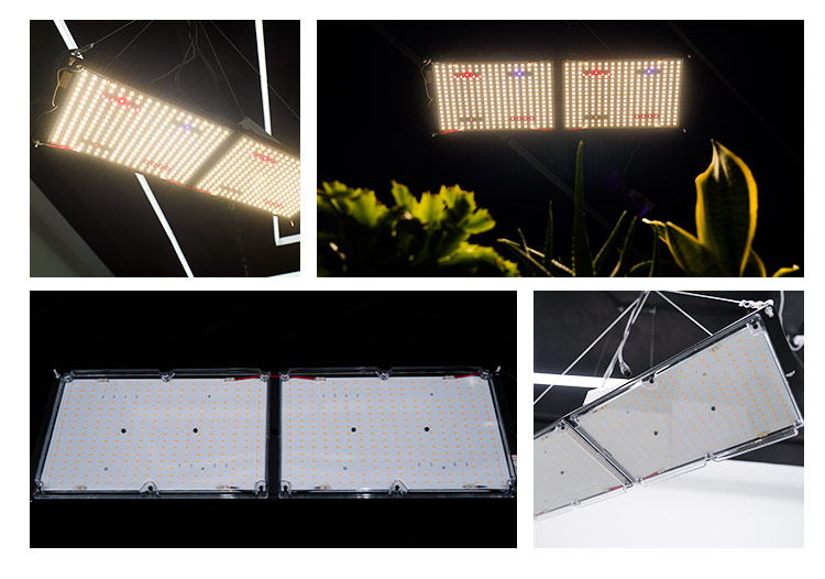 FOLUX-X 240W Spectrum Details