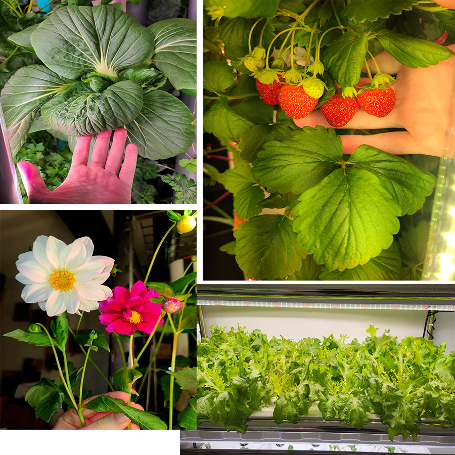 Grow Light Applications