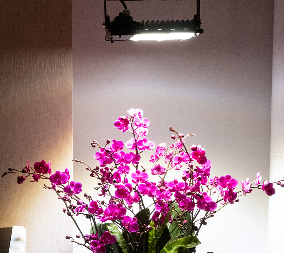 IP65 70W 100W 200W Full Cycle Spectrum High Power Led Grow Light For Garden Plants And Pot Plants
