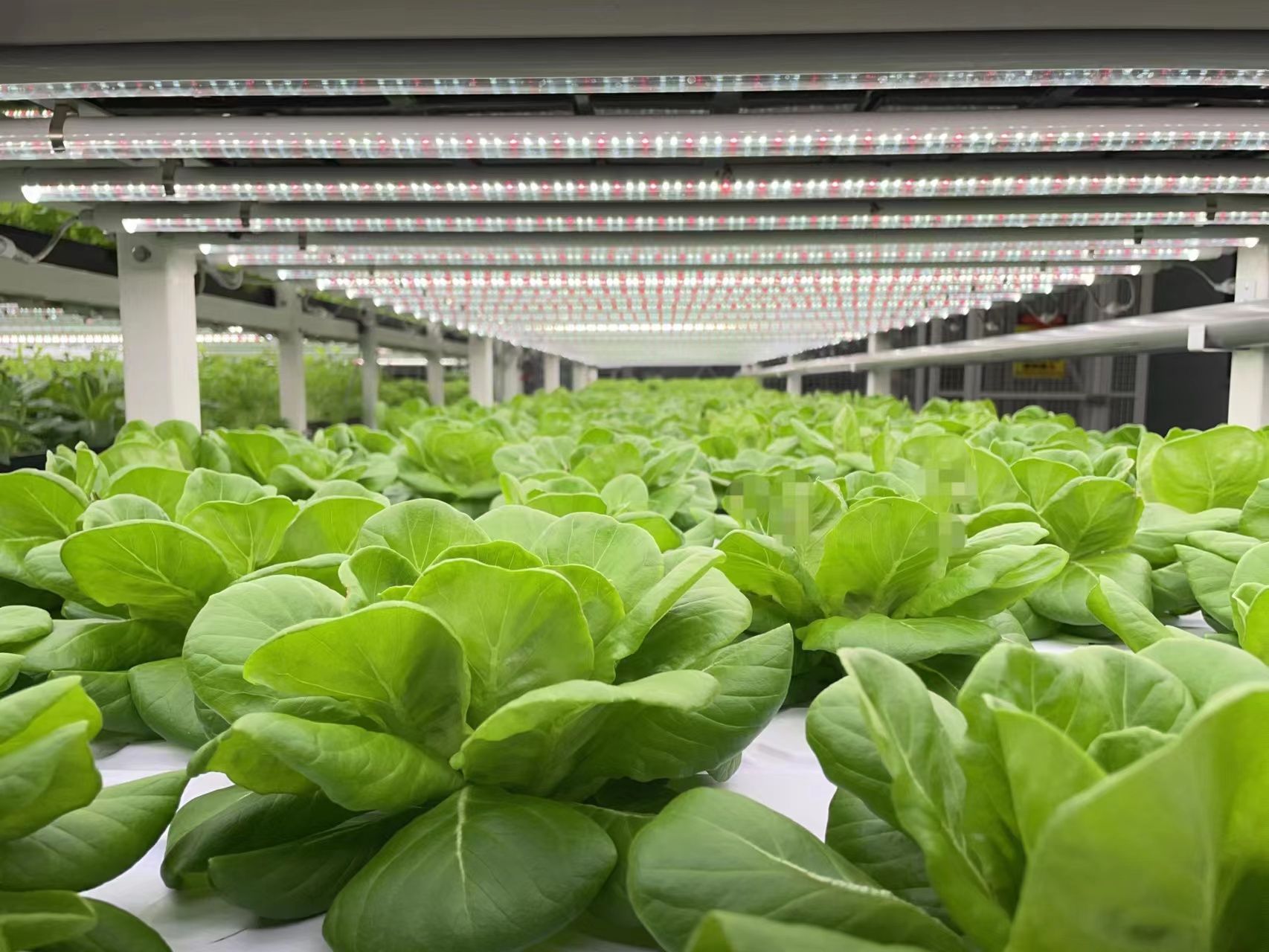 OEM &amp; ODM 90cm T8 Full Spectrum 660nm 4000K Commercial LED Grow Light for Indoor Plants-Veg Bloom Seed Starting