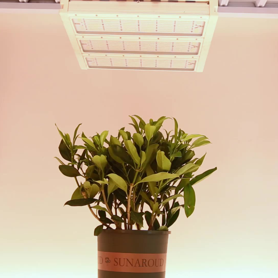 Plantation Growth