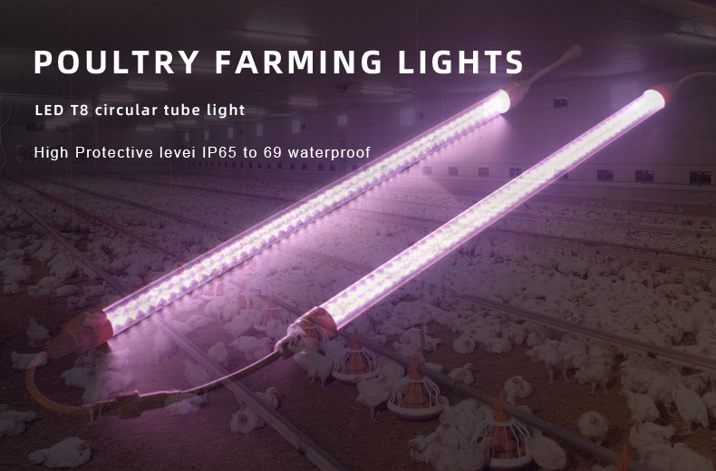 Poultry LED Lighting