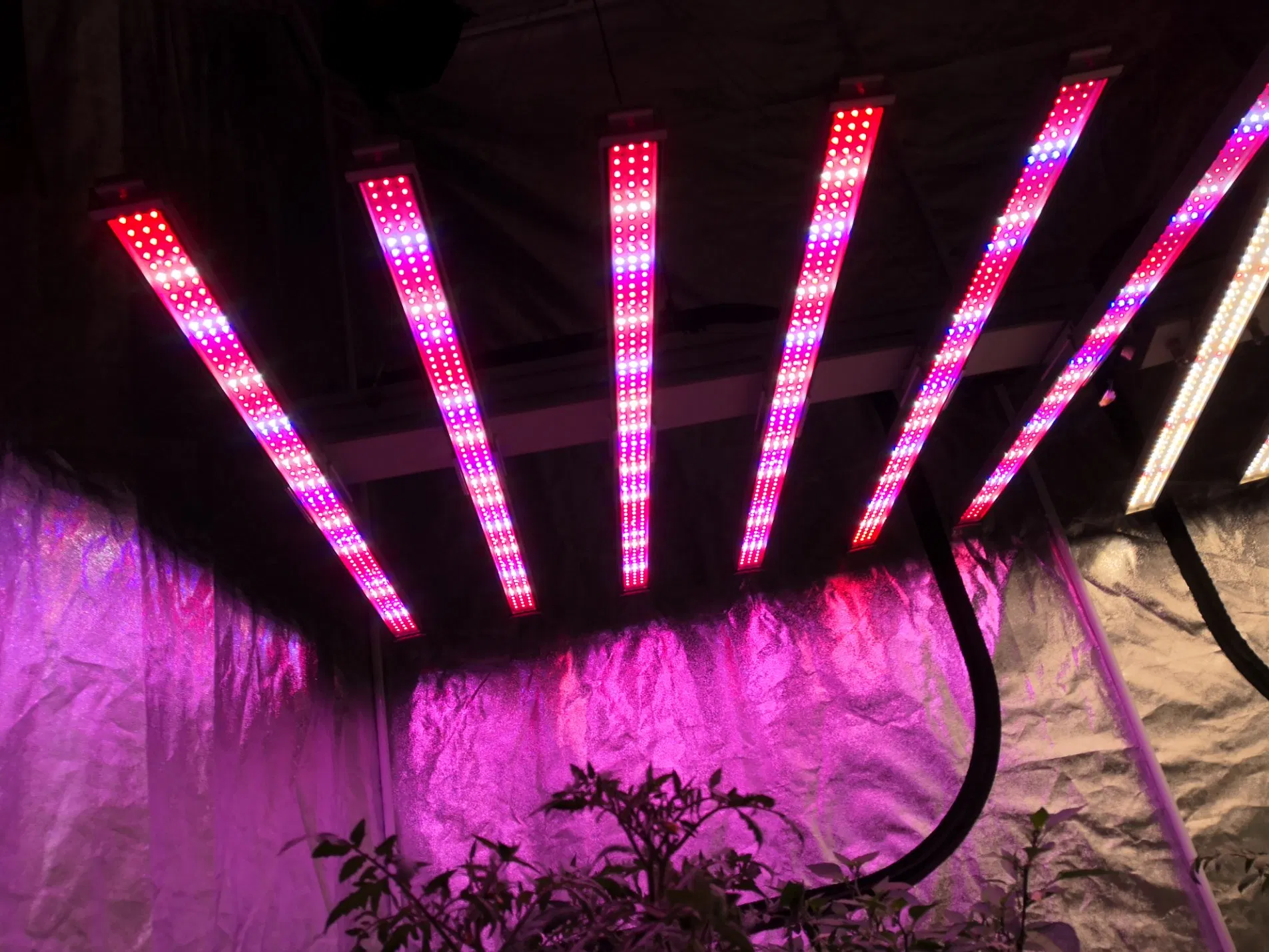 Spider Grow Light Solo Spidr Bar High Ppf Ppfd Eff Full Spectrum 600W/900W/1000W Spider LED Grow Light