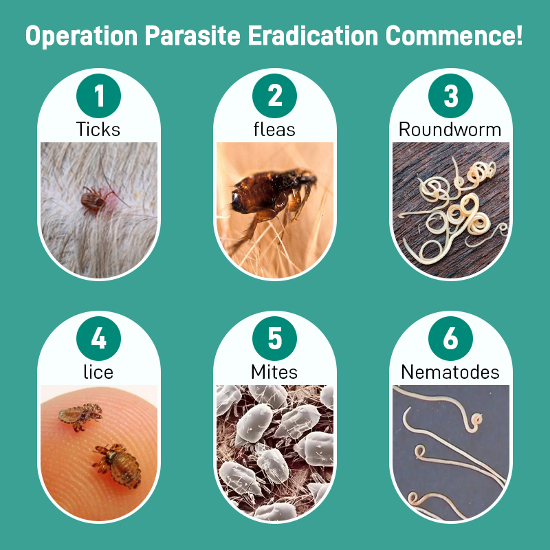 Avermectin Pour-on Solution for Pets|Broad-Spectrum Topical Parasite Control for External Use