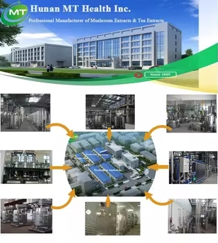 Traditional Chinese Medicine Herbal Extract Angelica Extract Dong Quai Extract