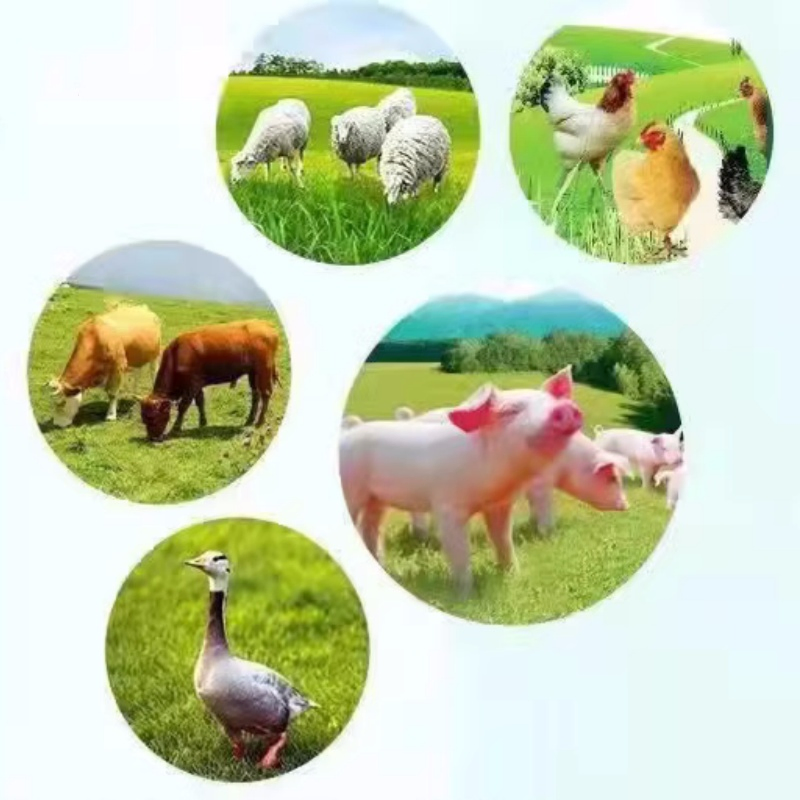 Animal Medicine Tiamulin Fumarate Soluble Powder Antibiotic