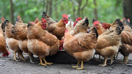 Animal Medicine Tiamulin Fumarate Soluble Powder Antibiotic