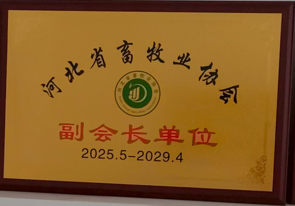 Antibacterial Amoxicillin Bolus for Veterinary Use - 74% Bioavailability