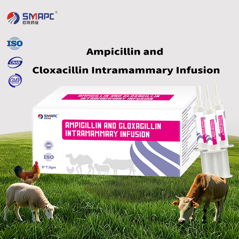 Manufacturer Wholesale Ampicillin and Cloxacillin Intramammary Infusion