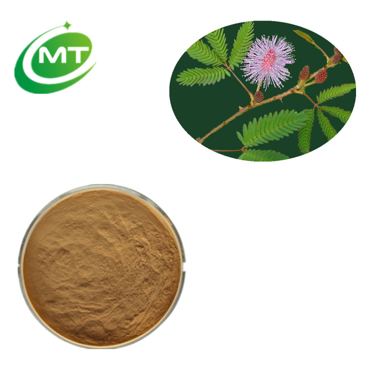 Hot Sales 100%Pure Organic Wholesale Herbal Extract Mimosa Pudica Extract