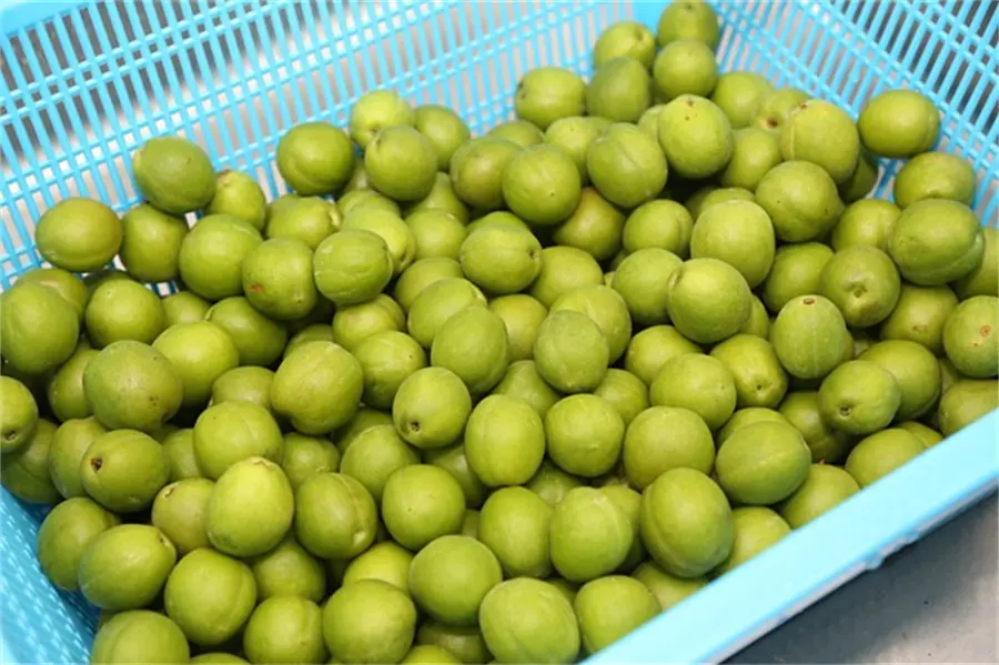 Medium Element Water Soluble Fertilizer Application 03