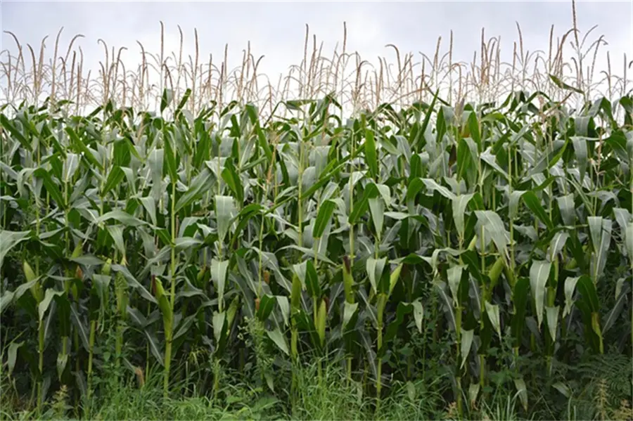 Medium Element Water Soluble Fertilizer Application 04