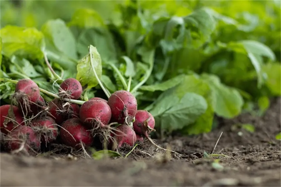 Medium Element Water Soluble Fertilizer Application 02