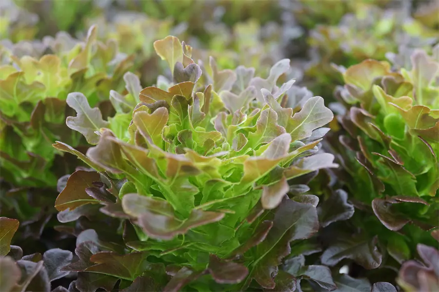 Organic Water Soluble Fertilizer application stage 1