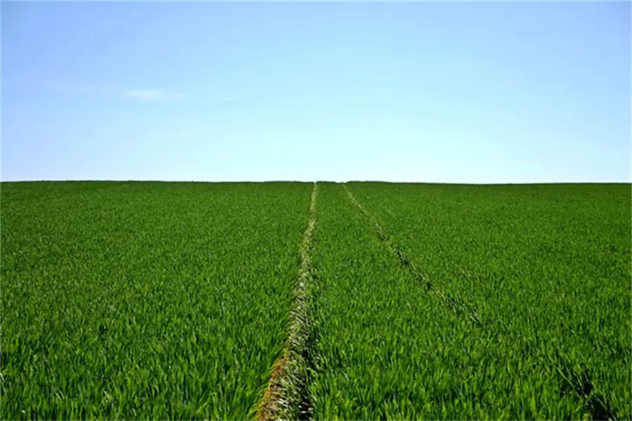 Trace Element Water Soluble Fertilizer02