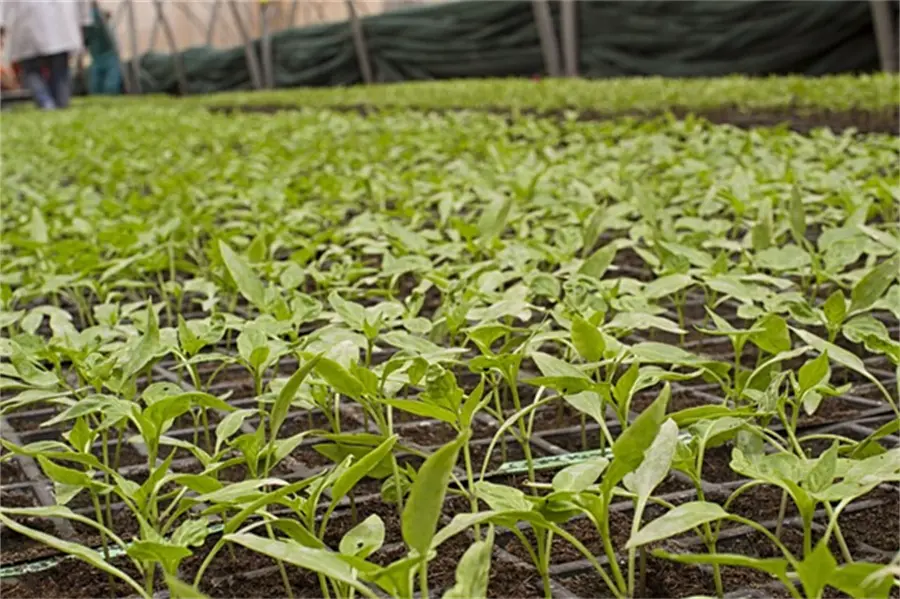 Water Soluble Fertilizer Containing Amino Acids Application 03