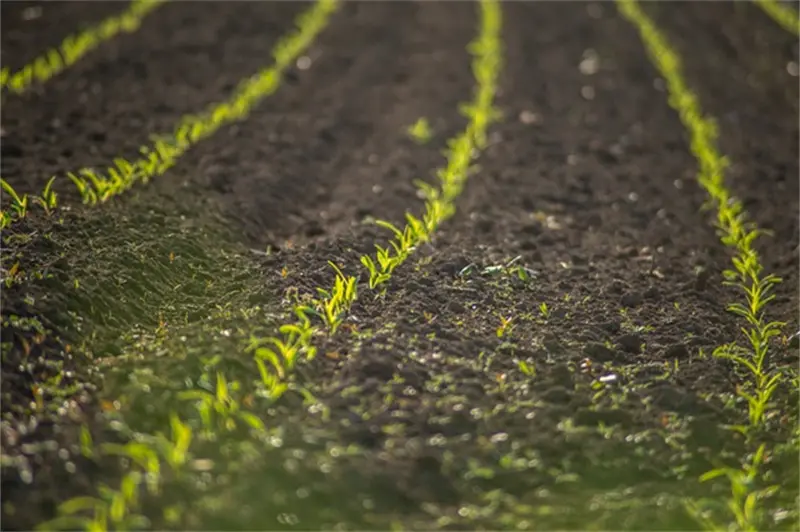 Calcium Nitrate Application 04