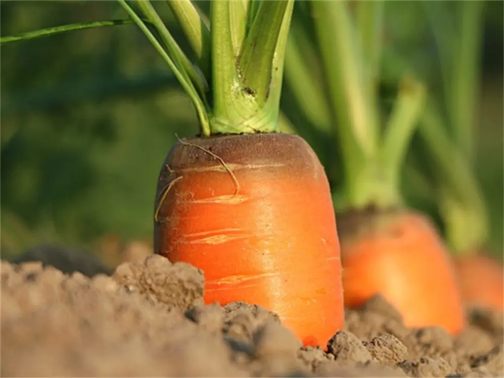 Agricultural Grade Potassium Nitrate2qak